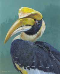 great hornbill